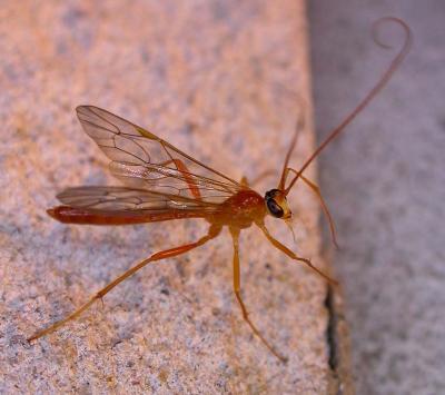 Ichneumon wasp, possibly Ophion sp.