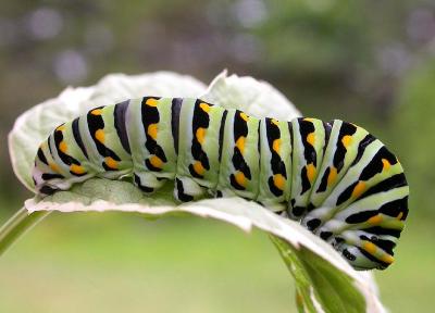 5th instar of a Black Swallowtail -- Papilio polyxenes