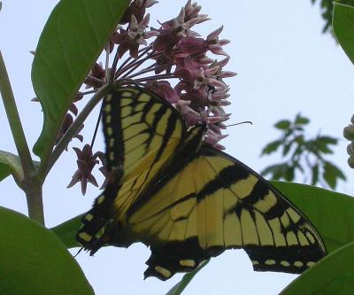 Tiger Swallowtail -- from MPPP