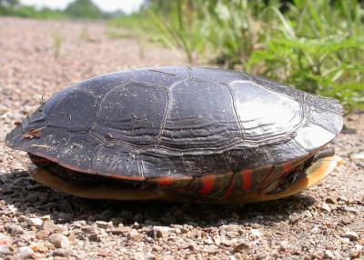 Painted turtle -- side view