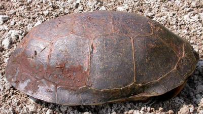Blandings -- Smiths Falls -- male -- side view of carapace