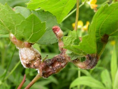 Diseased grapes at Mill Pond Cons. Area