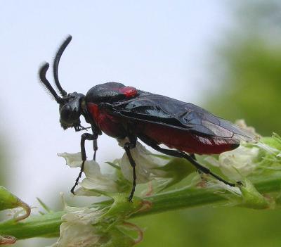 Arge humeralis (Beauvois) - Argidae. A male. Larvae feed on poison ivy.