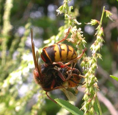 Vespa crabro (European Hornet) killing a honeybee