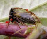 Buffalo Treehopper with mites