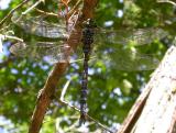 Canada Darner with Meadowhawk dragonfly