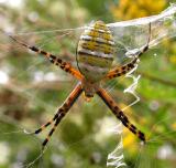 Argiope trifasciata (top view of spider)