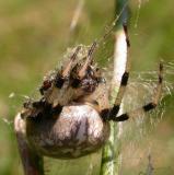 Araneus trifolium (?) - view one