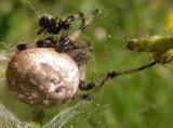 Araneus trifolium (?) -- view two