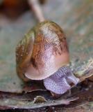 snail at Ragged Chutes