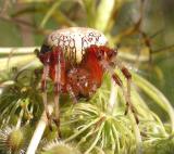 Araneus marmoreus (?) -- view 2