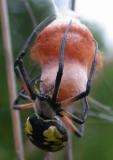 Argiope aurantia 2 -- building nest