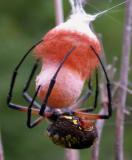 Argiope aurantia -- spinnerets