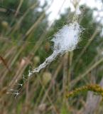 Argiope aurantia -- stabilimentum