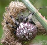 Araneus trifolium (?)
