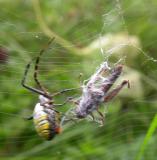 Argiope trifasciata wrapping a grasshopper