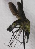 Diptera:  Bombyliidae:  Lepidophora spp.  (?)