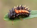 Harmonia axyridis -- larva --  view 2