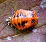 Harmonia axyridis -- pupa --  view 1