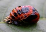 Harmonia axyridis -- pupa -- view 2