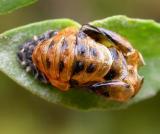 Harmonia axyridis -- molt