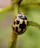 Propylea Quatuordecimpunctata