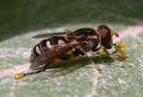 flower fly (family Syrphidae) with sticky pollen packets from milkweed flowers