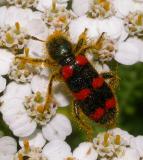 Red-blue Checkered Beetle -- <i>Trichodes nutalli</i> - view 3