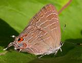 Satyrium liparops --  Striped Hairstreak butterfly
