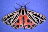Grammia virgo - 8197 - Virgin Tiger moth