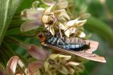 Virginia ctenucha moth