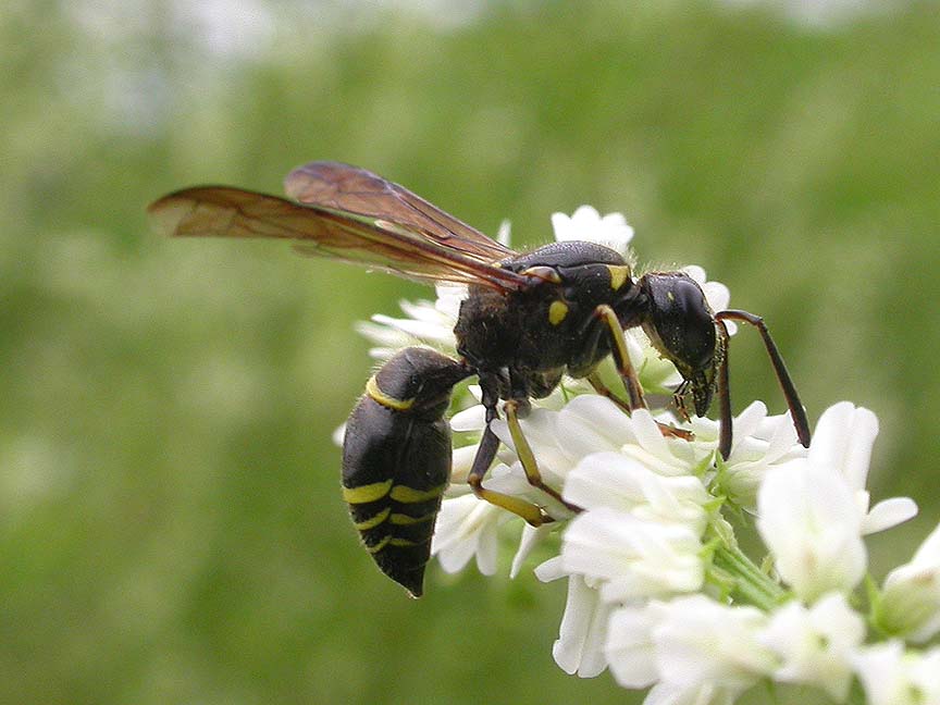 Mason wasp, probably <i>Ancistrocerus antilope</i>