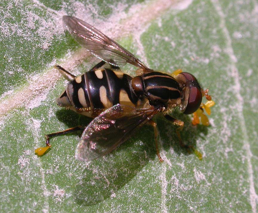 flower fly (family Syrphidae) with sticky pollen packets from milkweed flowers