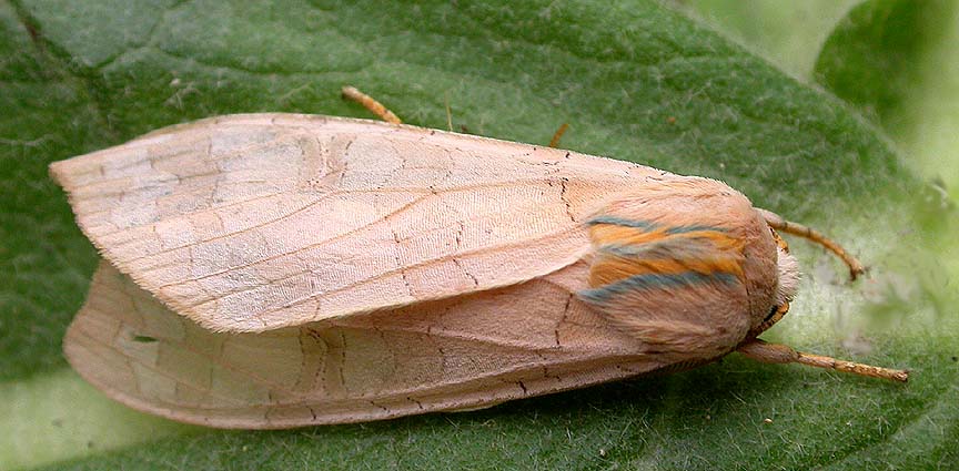 Halysidota tessellaris - 8203 - Banded Tussock Moth