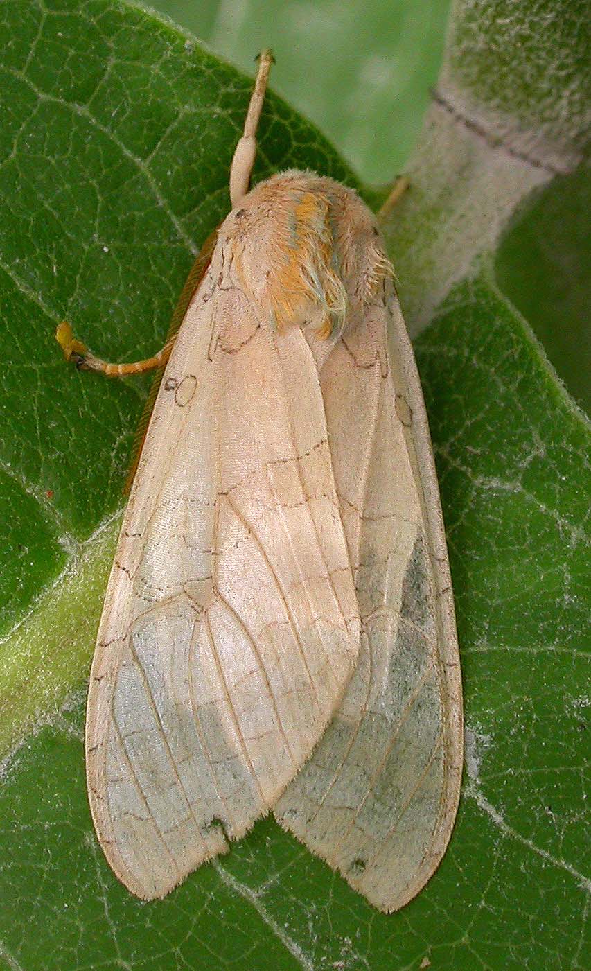 Halysidota tessellaris - 8203 - Banded Tussock Moth