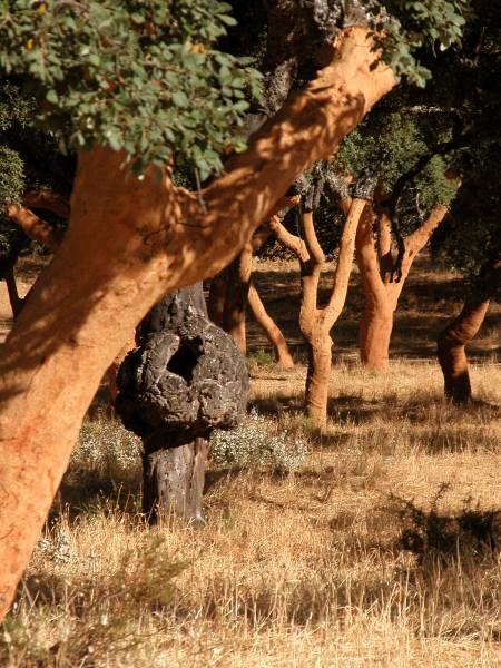 Cork Oak 1