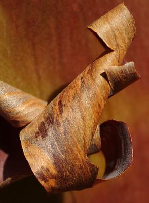 Manzanita Bark Abstract