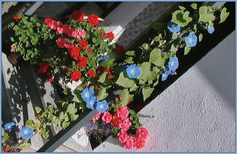 <B>Morning Glory*</b>