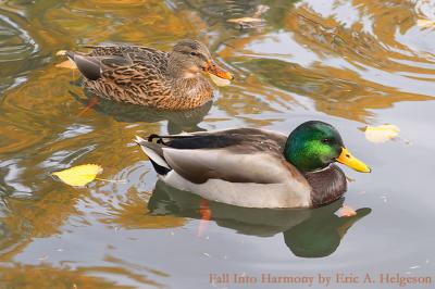Fall Into Harmony*By Eric A. Helgeson