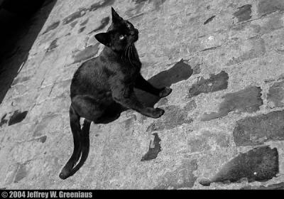Black Cat*Jeffrey Greeniaus