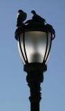 <B>Sharing the Light</B><BR>*<FONT size=2>by Ann Chaikin</FONT>