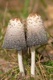 Together - a pair by Gene