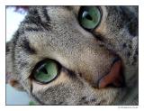 Mouses View