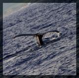 <B>Whale Tail</b>