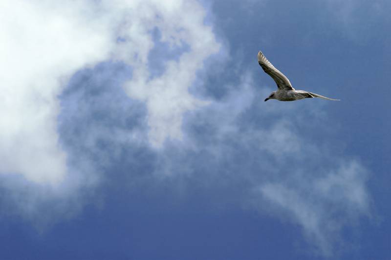 <b>Soaring Alone</b> <br>by j trujillo