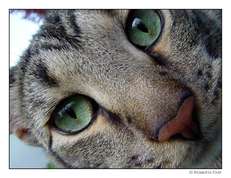 Mouses View