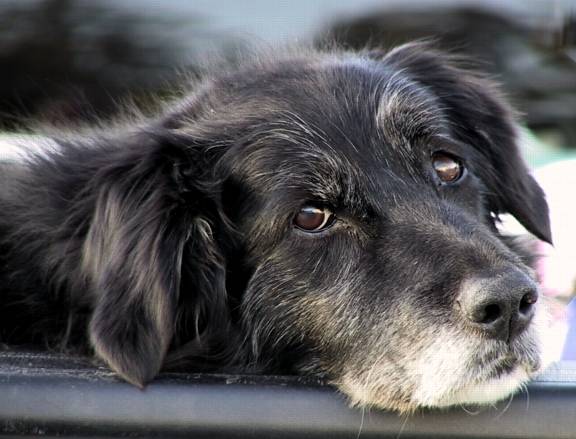 Wistful Look