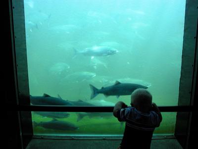 Fascination