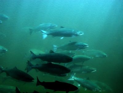 Migrating Sockeye