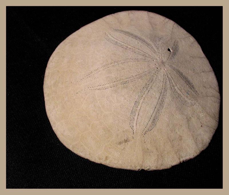 My Sandollar